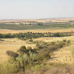 Zepa del area esteparia de la margen derecha del rio Guadarrama