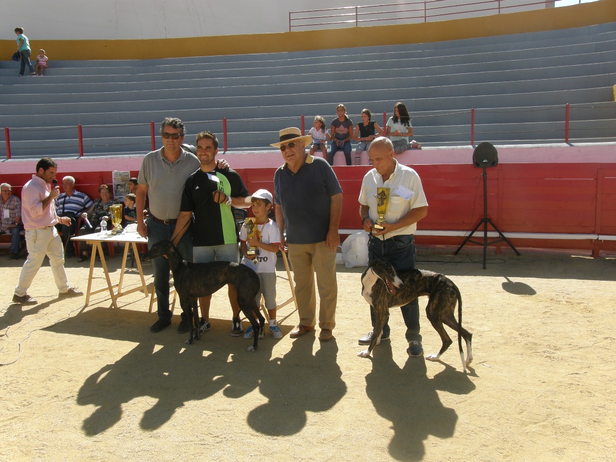 LA PLAZA DE TOROS DE BARGAS SE CONVIERTE POR UN DÍA EN UNA CONCURRIDA PLAZA DE EXHIBICIÓN DE GALGOS