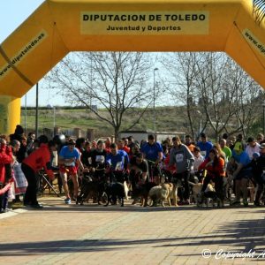 El pasado domingo día 23, se celebró en el Recinto Ferial de Bargas el III Canicross Benéfico con gran éxito de participación con más de 250 corredores.