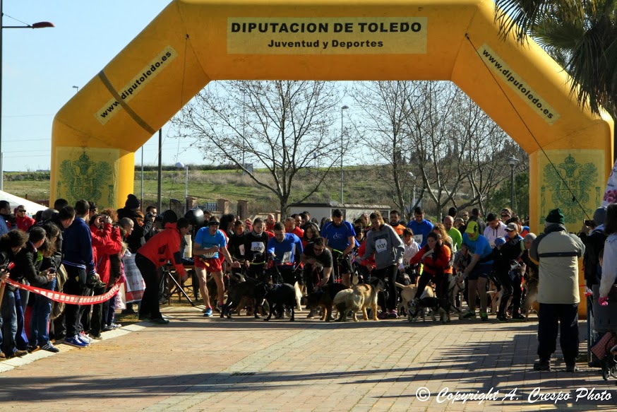 El pasado domingo día 23, se celebró en el Recinto Ferial de Bargas el III Canicross Benéfico con gran éxito de participación con más de 250 corredores.