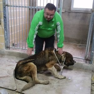 Se ha encontrado un perro de raza mastín» en la Calle Cabrera.»