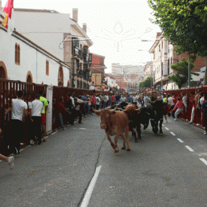 COMIENZAN LOS ENCIERROS EN BARGAS