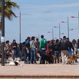 BARGAS CELEBRA EL III ENCUENTRO BENÉFICO CANINO