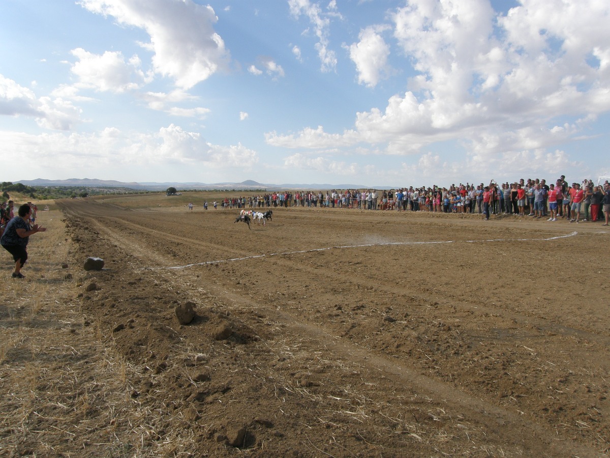 MASIVA AFLUENCIA DE GALGOS NACIONALES E IMPORTADOS EN LA I COPA DE CASTILLA-LA MANCHA CELEBRADA EN BARGAS