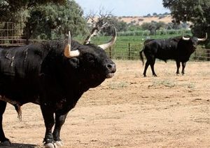 «Bargas apuesta por el toro -toro» – «La Tribuna»