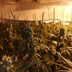 La Policía Local de Bargas colabora en el desmantelamiento de un laboratorio clandestino para el cultivo, procesamiento y elaboración de marihuana