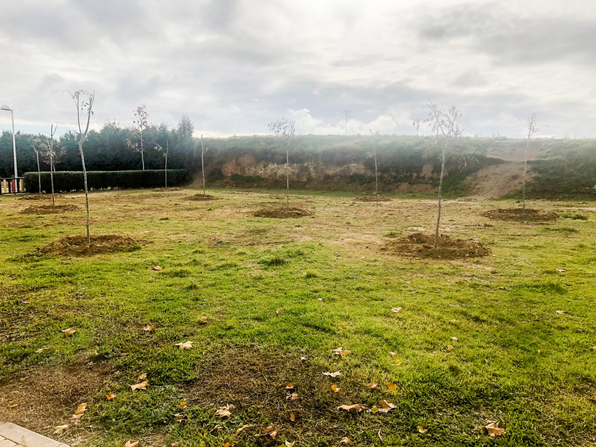 plantación cardenal cisneros (1)