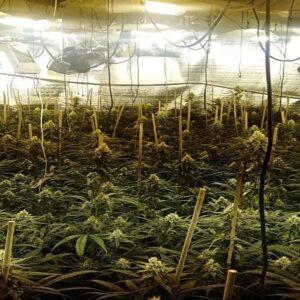 Desmantelado un laboratorio clandestino de marihuana en Bargas