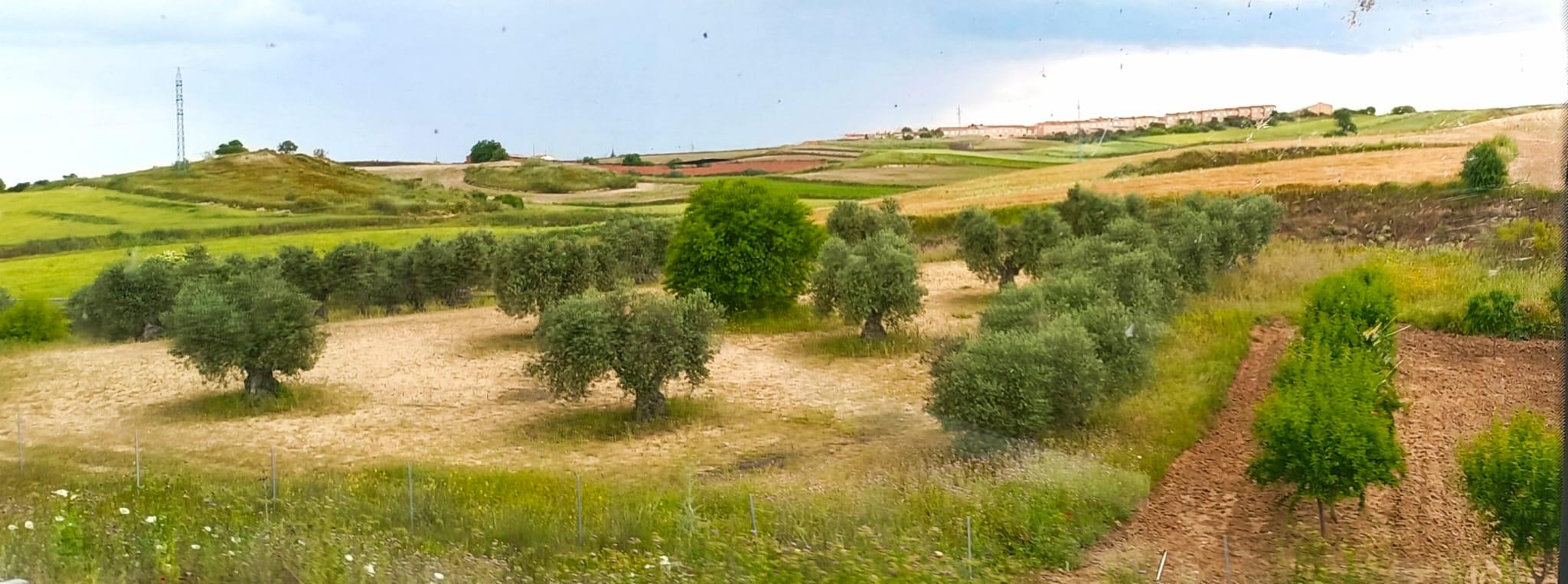71-Campos de Bargas con el fondo el manto de agua. JOSÉ RAMÓN PRADA